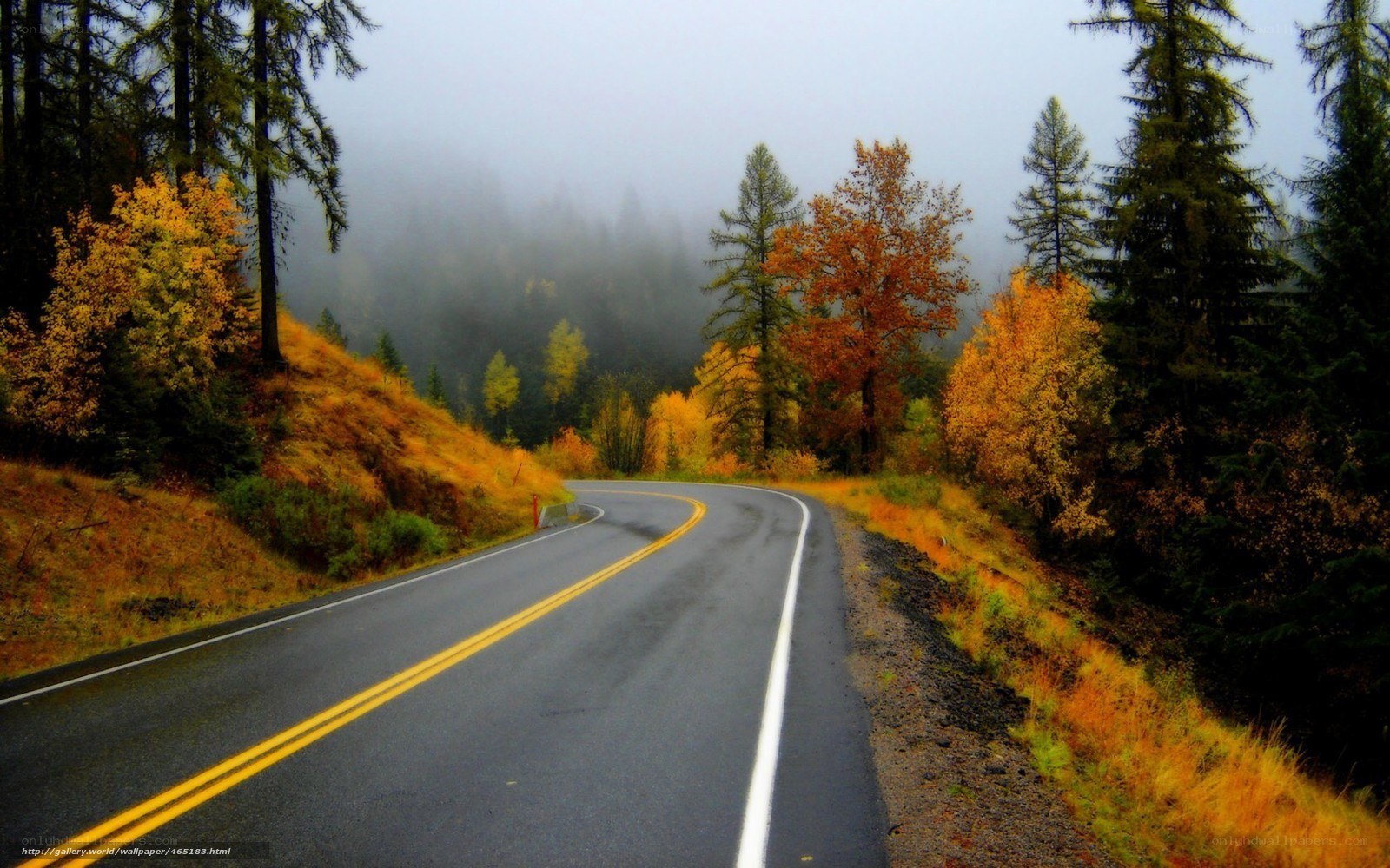 Winding road through autumn forest