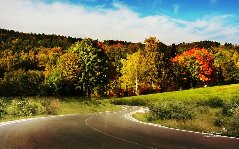 Winding Road Through Autumn Forest — Green, Serene