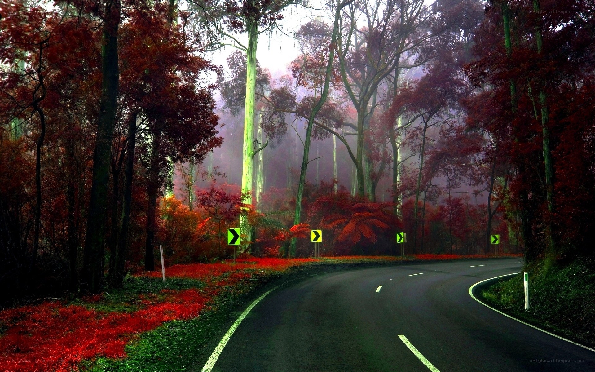 Winding road through autumn forest