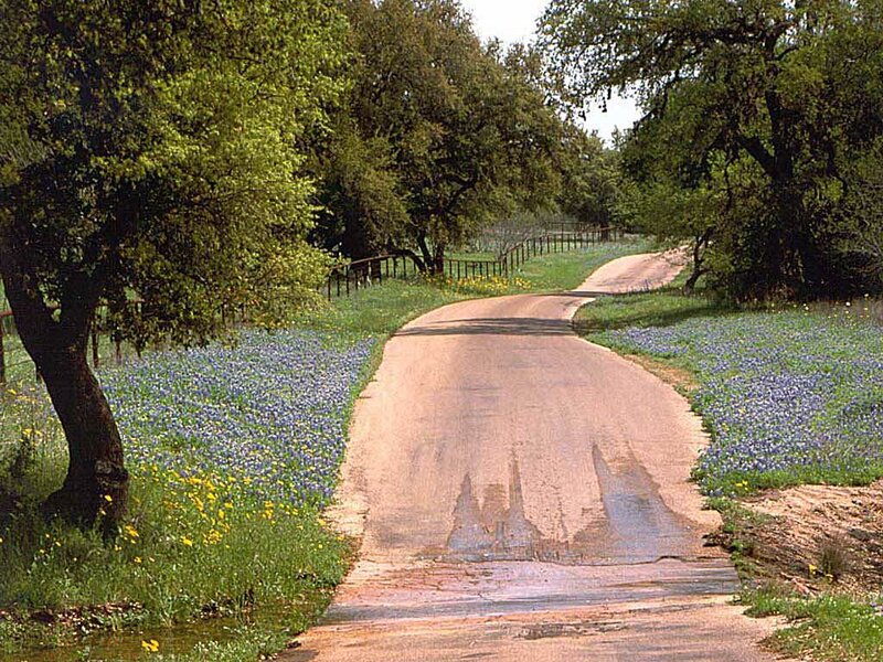 Winding road through bluebonnet fields