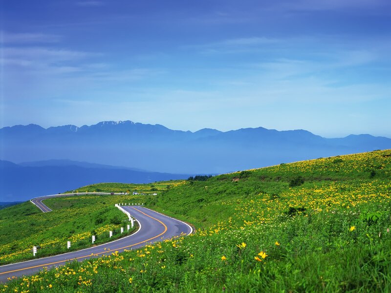 Winding road through flower fields