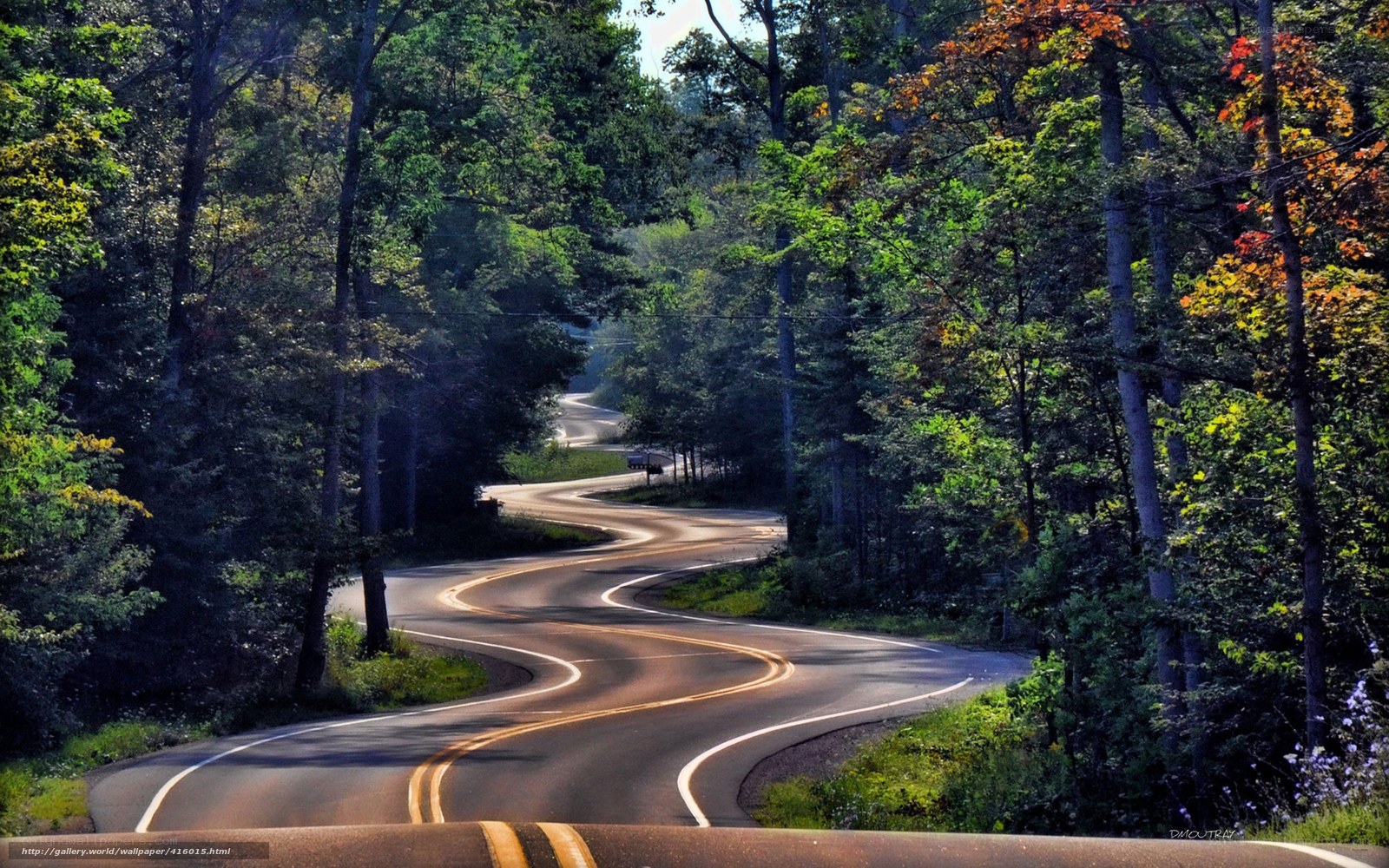 Winding road through forest