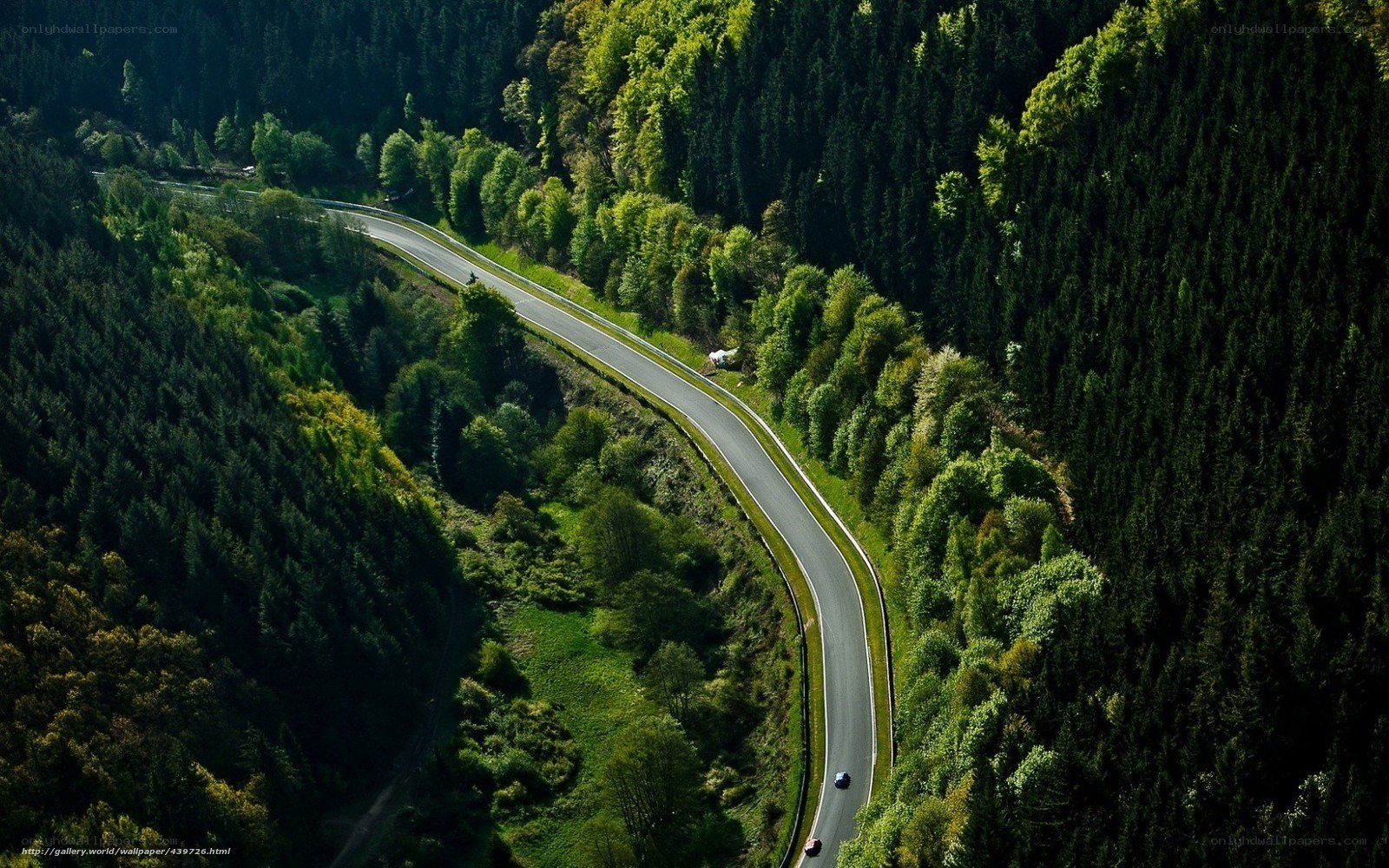 Winding road through forest