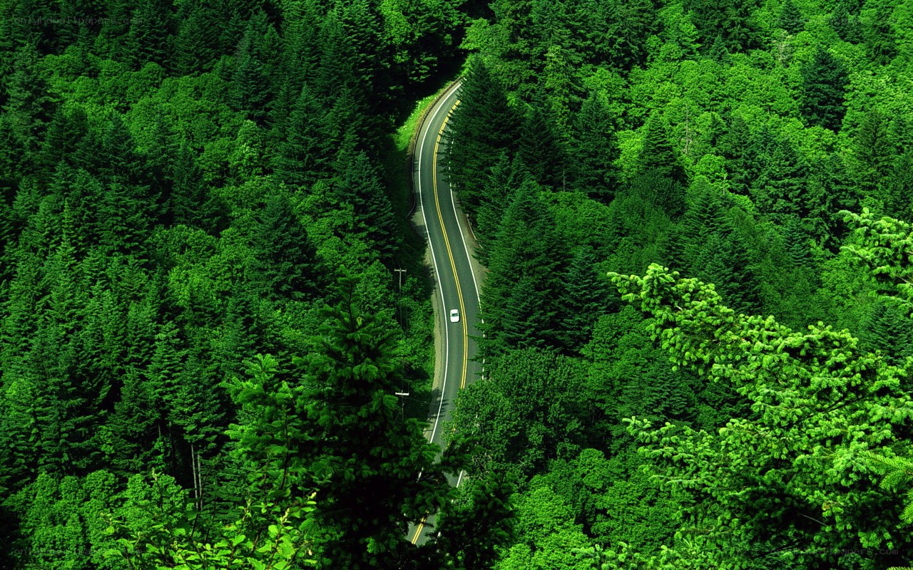 Winding road through forest