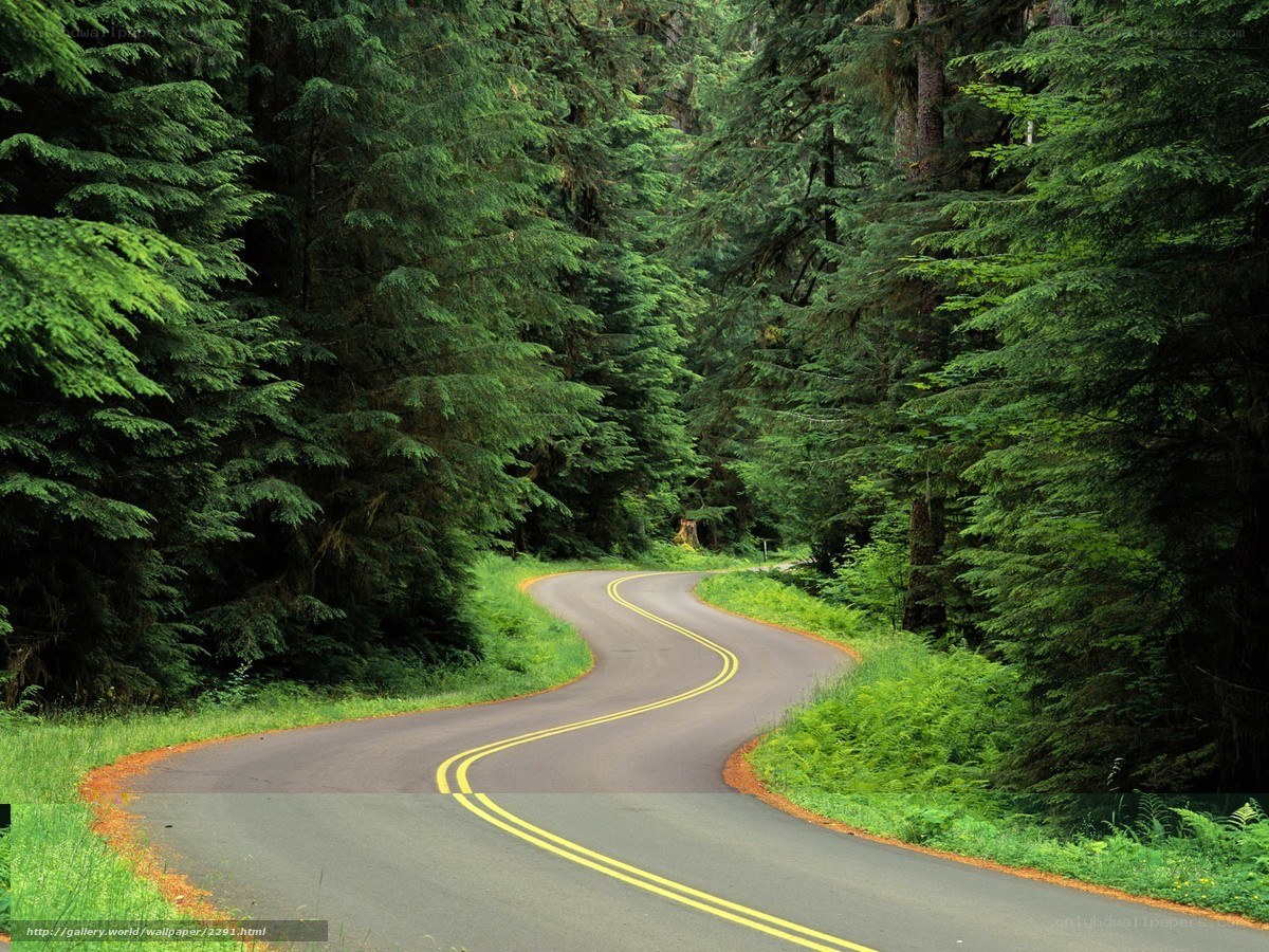 Winding road through forest