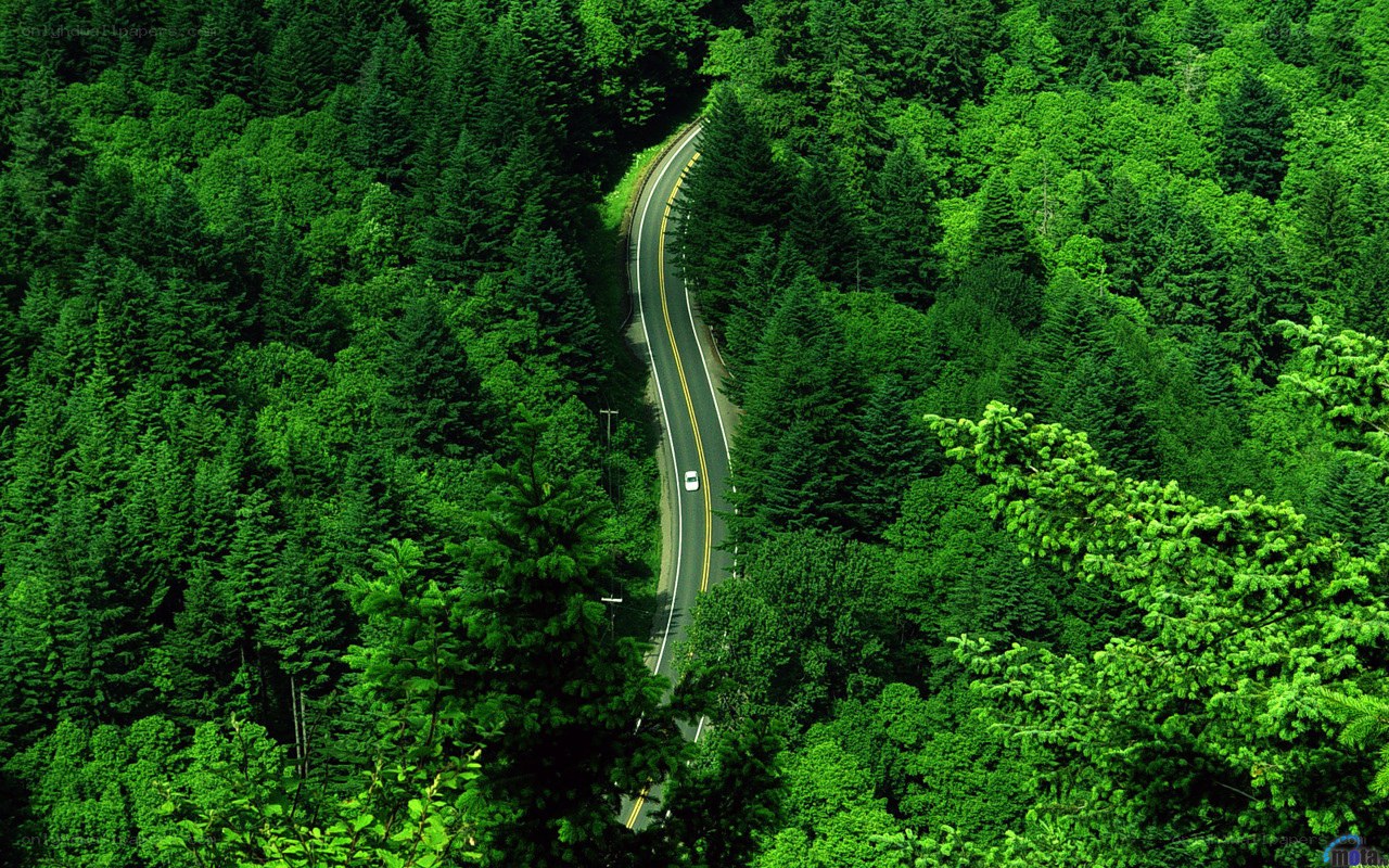 Winding road through forest