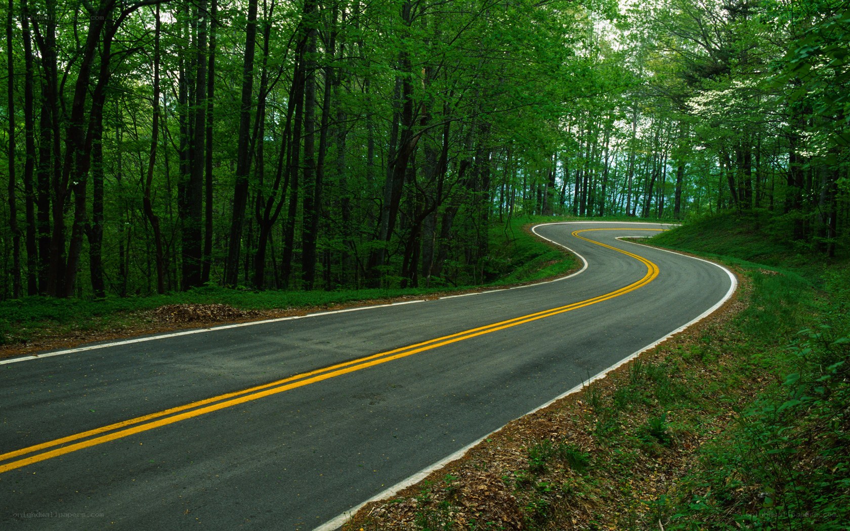Winding road through forest