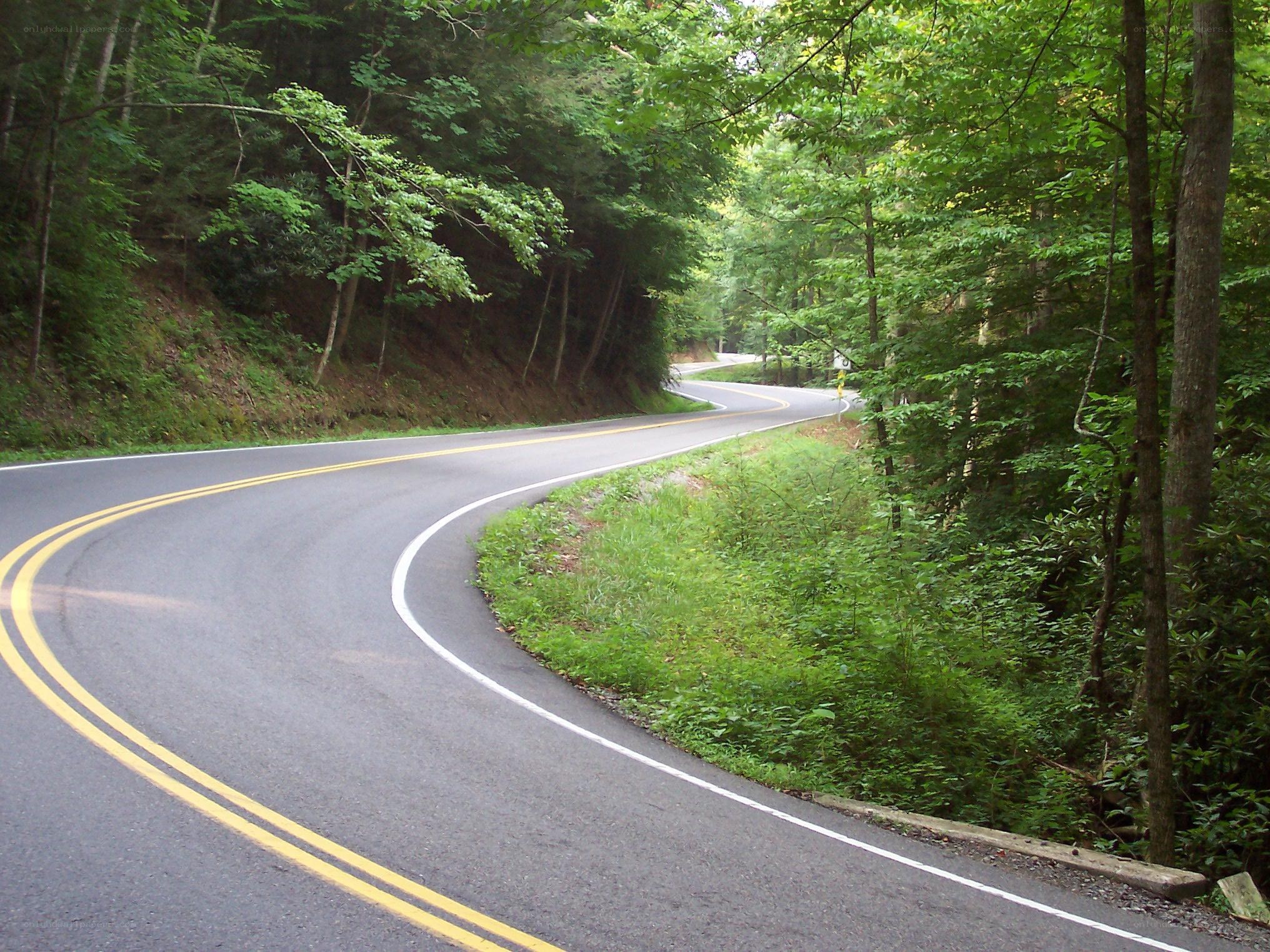 Winding road through forest