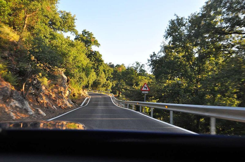 Winding road through forest
