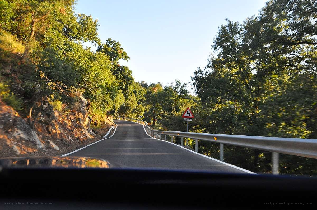 Winding road through forest