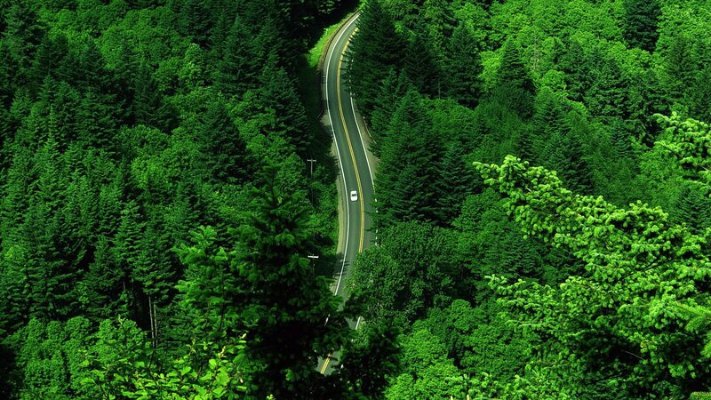 Winding road through forest