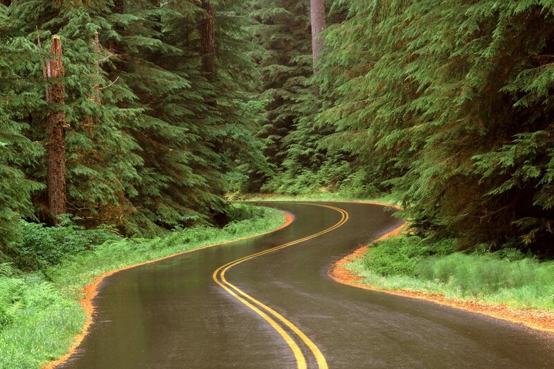 Winding road through forest