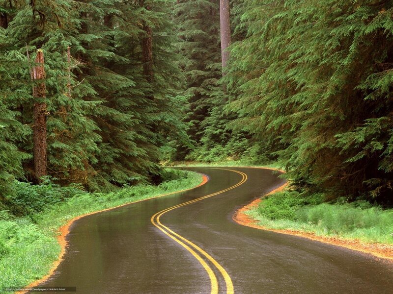 Winding road through forest