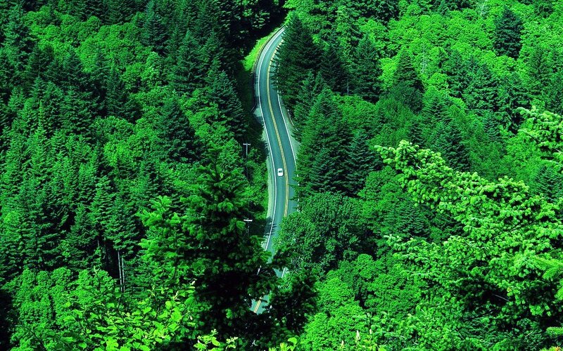 Winding road through forest