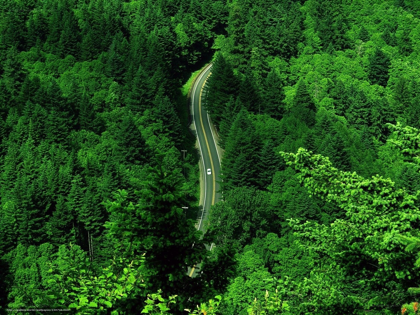Winding road through forest