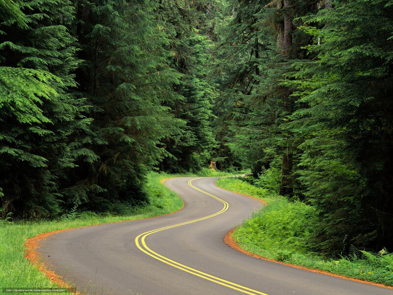 Winding road through forest