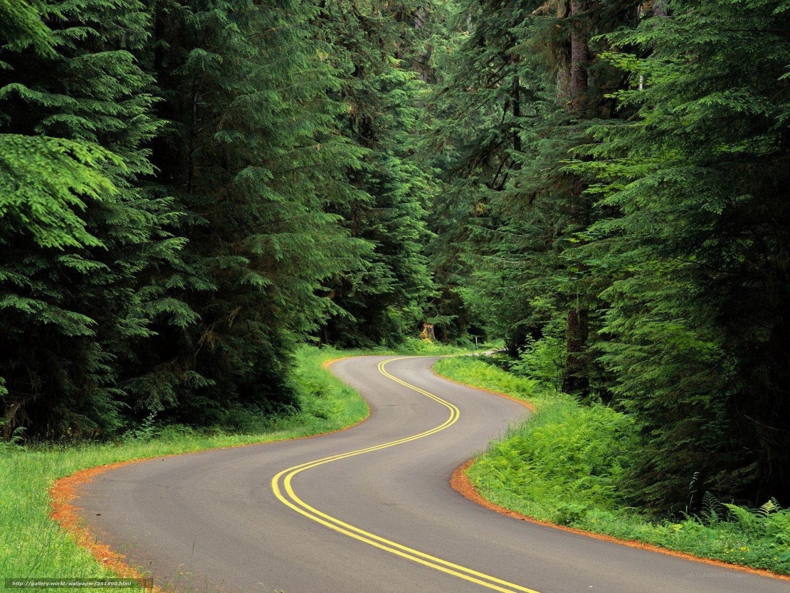 Winding road through forest