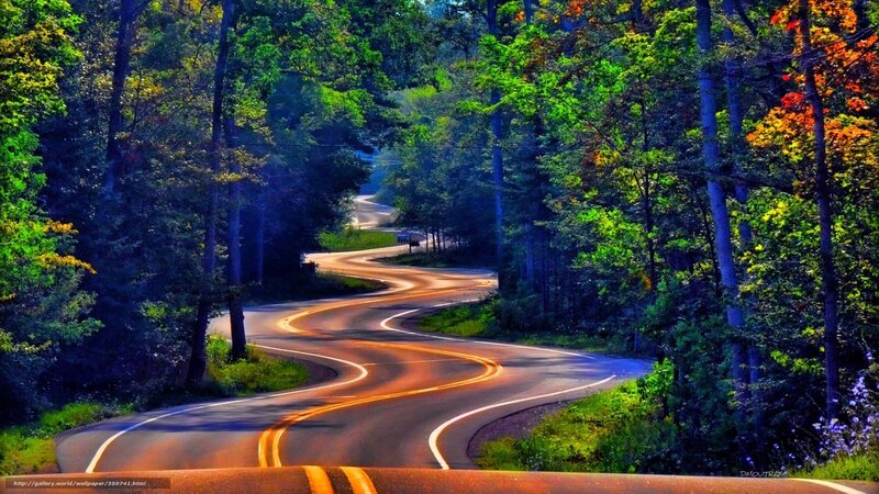 Winding road through forest