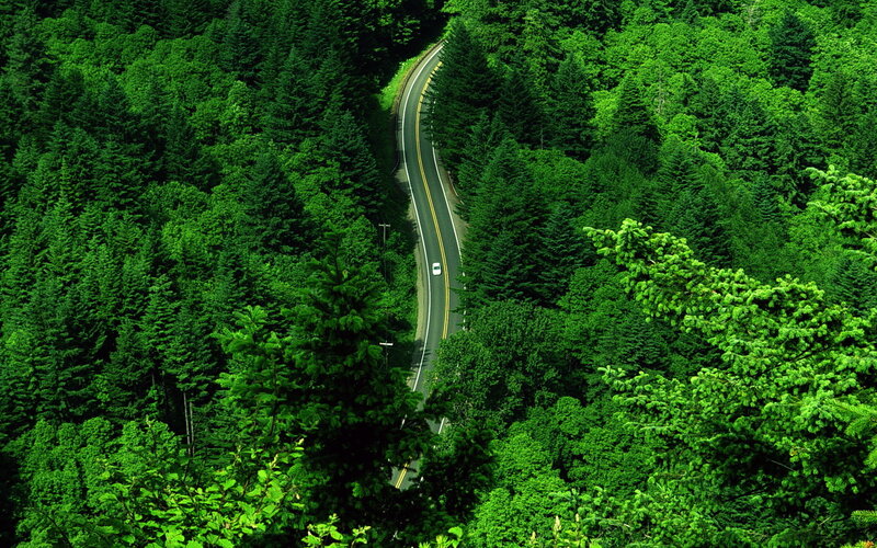 Winding Road Through Forest — Car