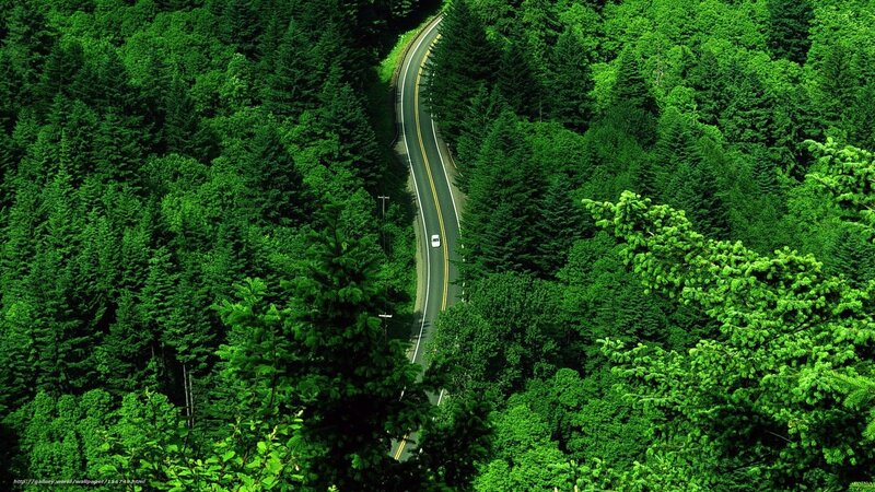 Winding Road Through Forest — Green, Serene, Afternoon, Photograph, Car