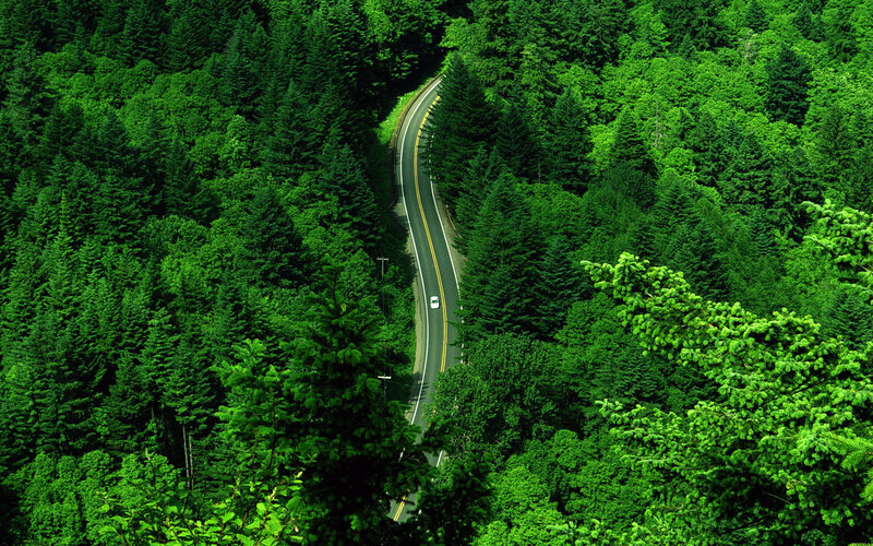 Winding Road Through Forest — Green, Serene, Afternoon, Photograph, Car, Trees, Black