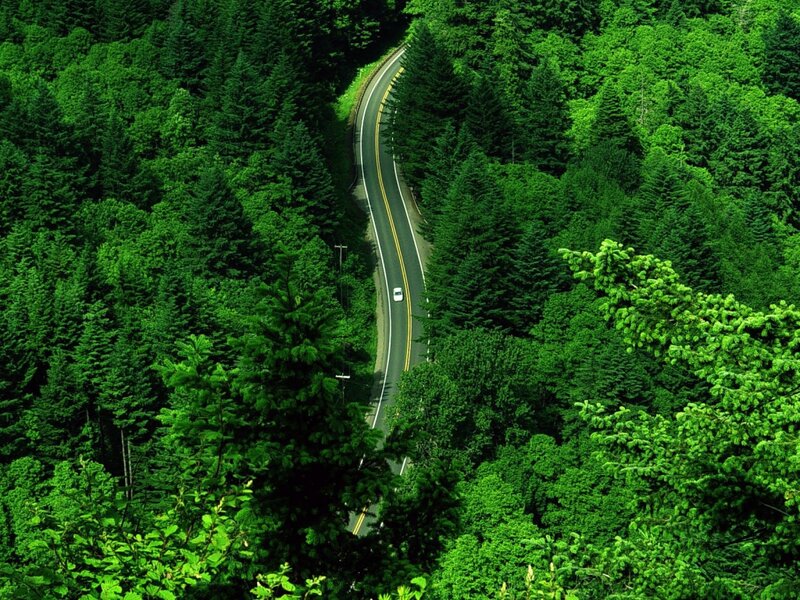 Winding Road Through Forest — Green, Serene, Afternoon, Photograph, Car, Trees