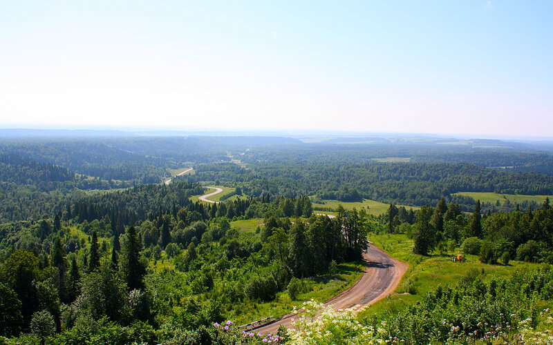 Winding Road Through Forest — Green, Serene, Afternoon, Photograph, Hills