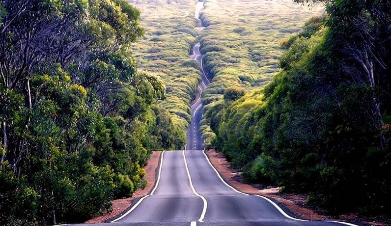 Winding Road Through Forest — Green, Serene