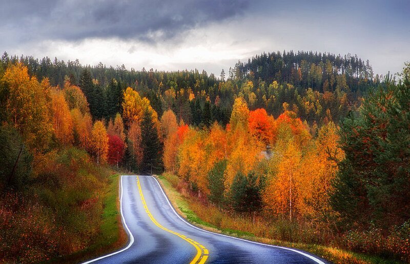 Winding Road Through Forest — Orange