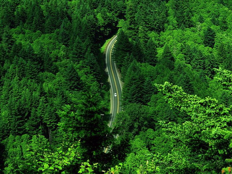 Winding Road Through Forest — Photograph