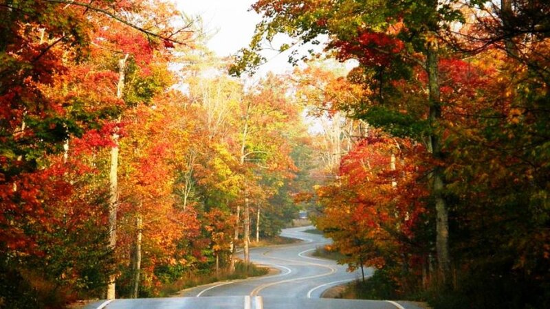Winding Road Through Forest — Red