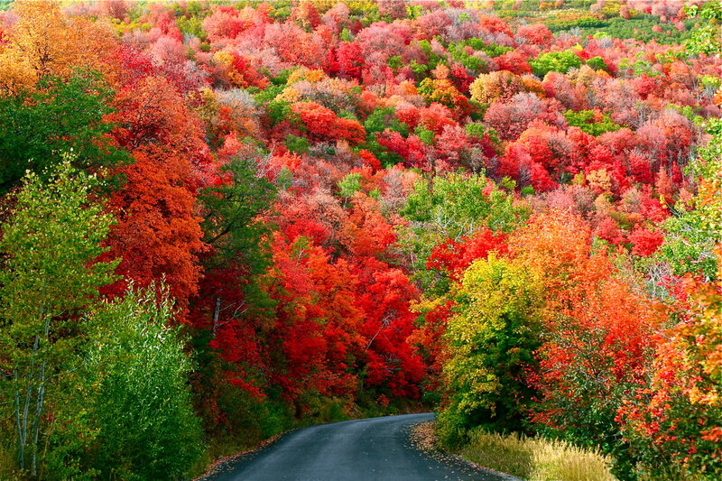 Winding Road Through Forest — Red, Vibrant