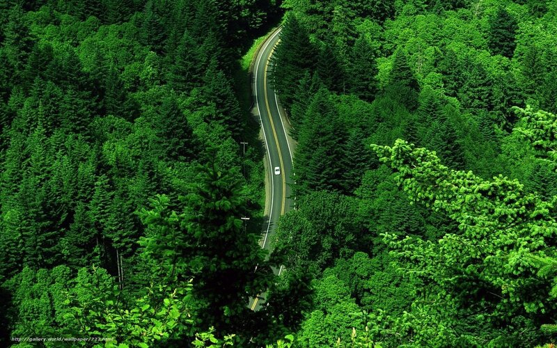 Winding road through forest