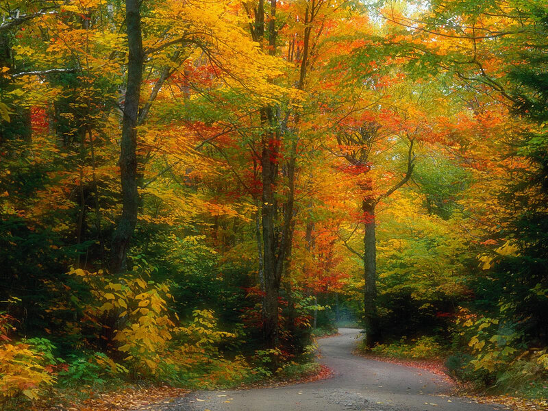 Winding Road Through Forest — Yellow