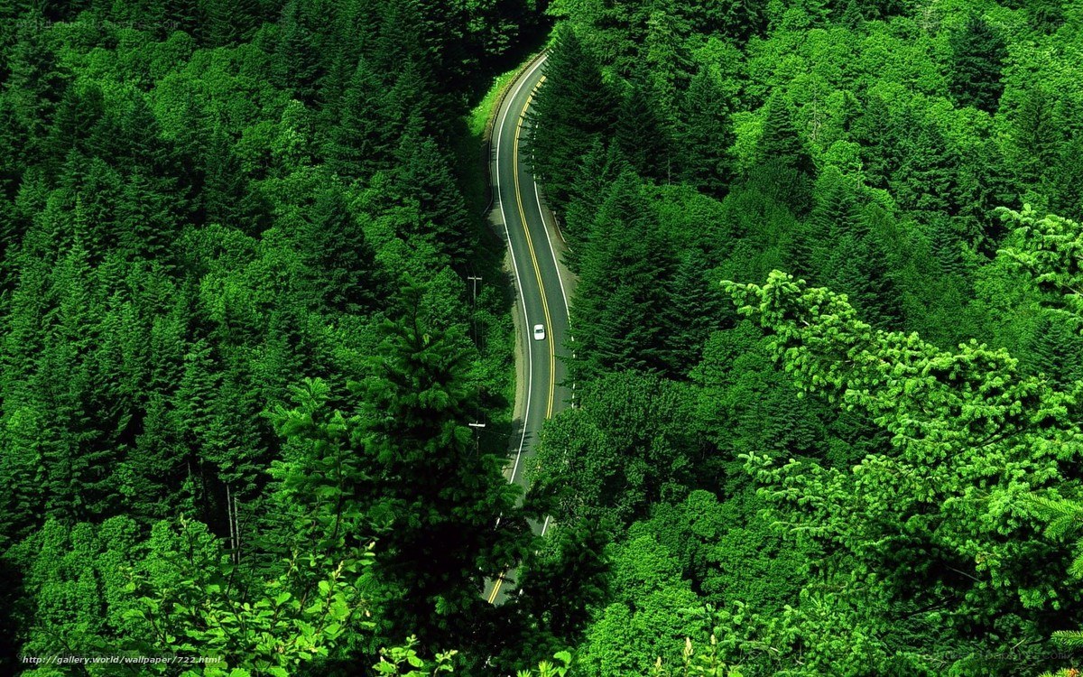 Winding road through forest