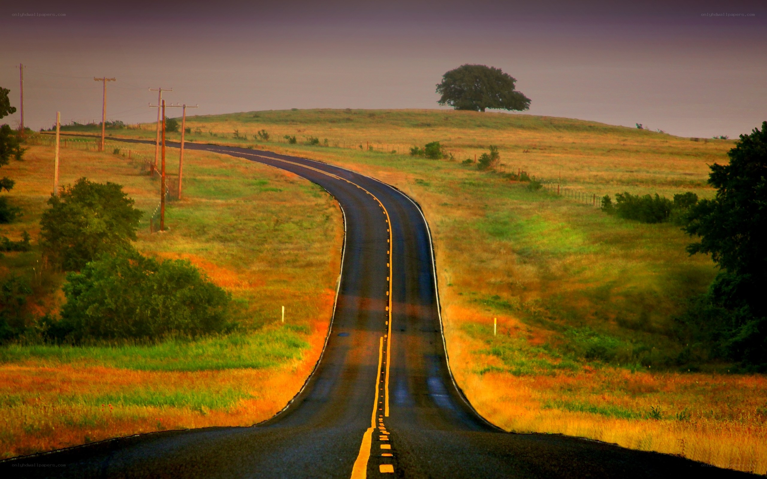 Winding road through golden fields