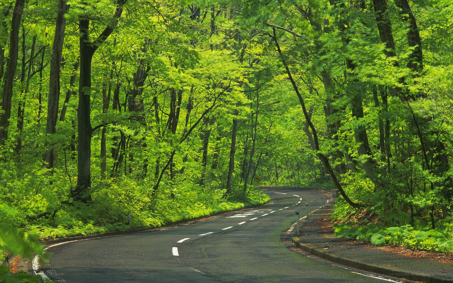 Winding road through green forest