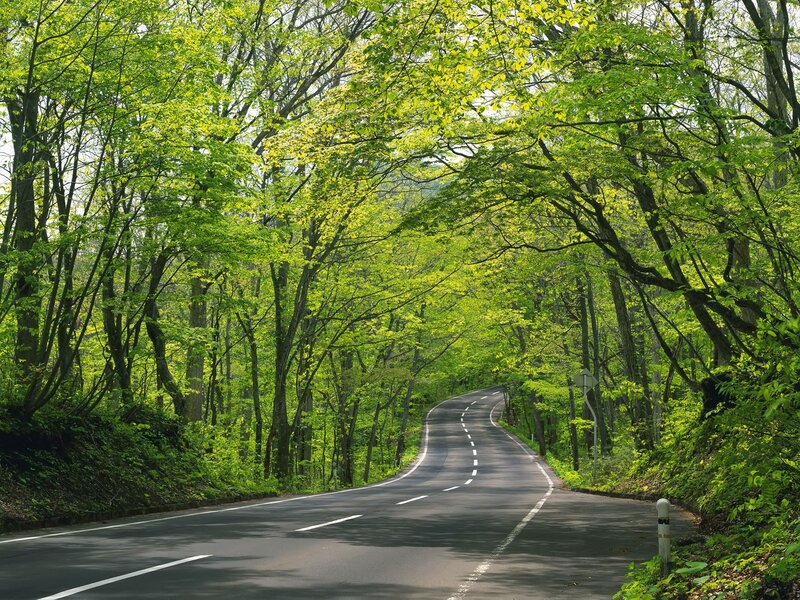 Winding road through green forest