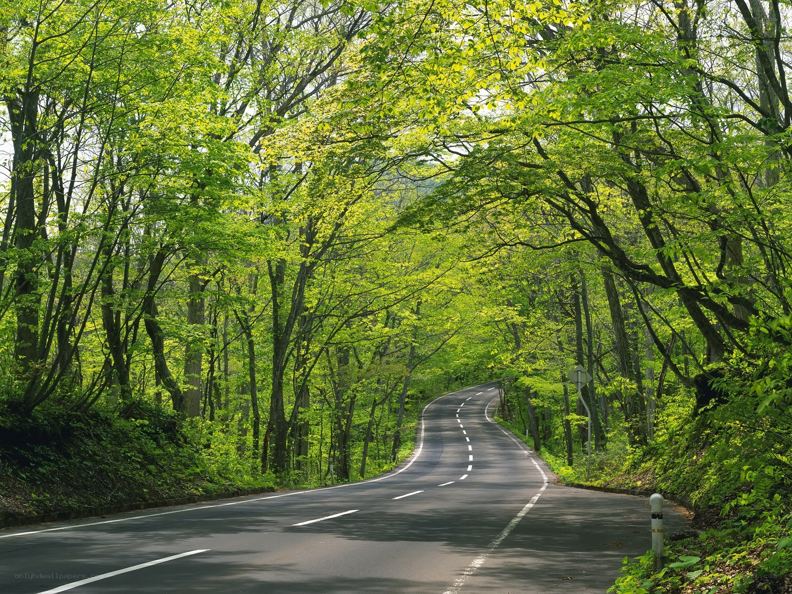 Winding road through green forest