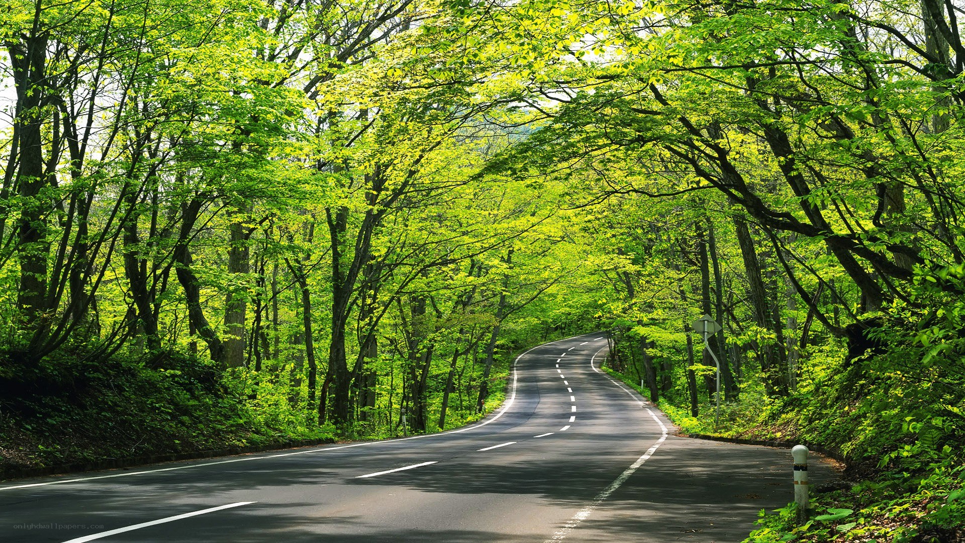 Winding road through green forest