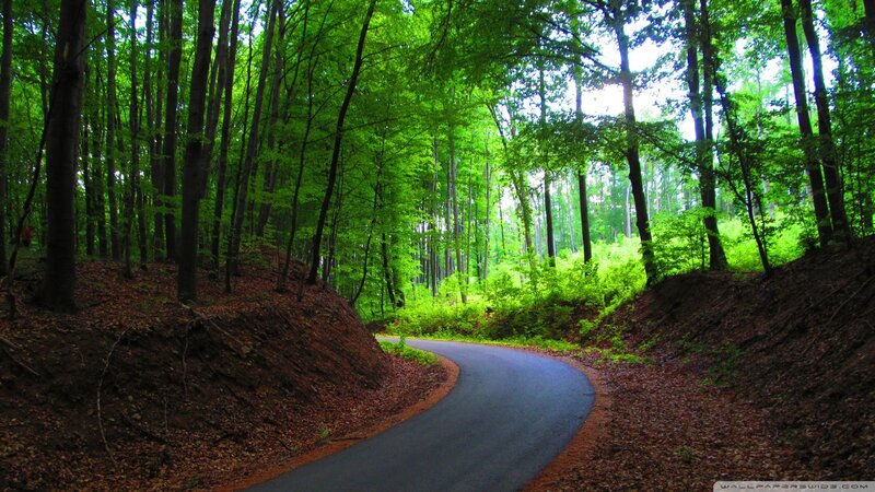 Winding road through green forest