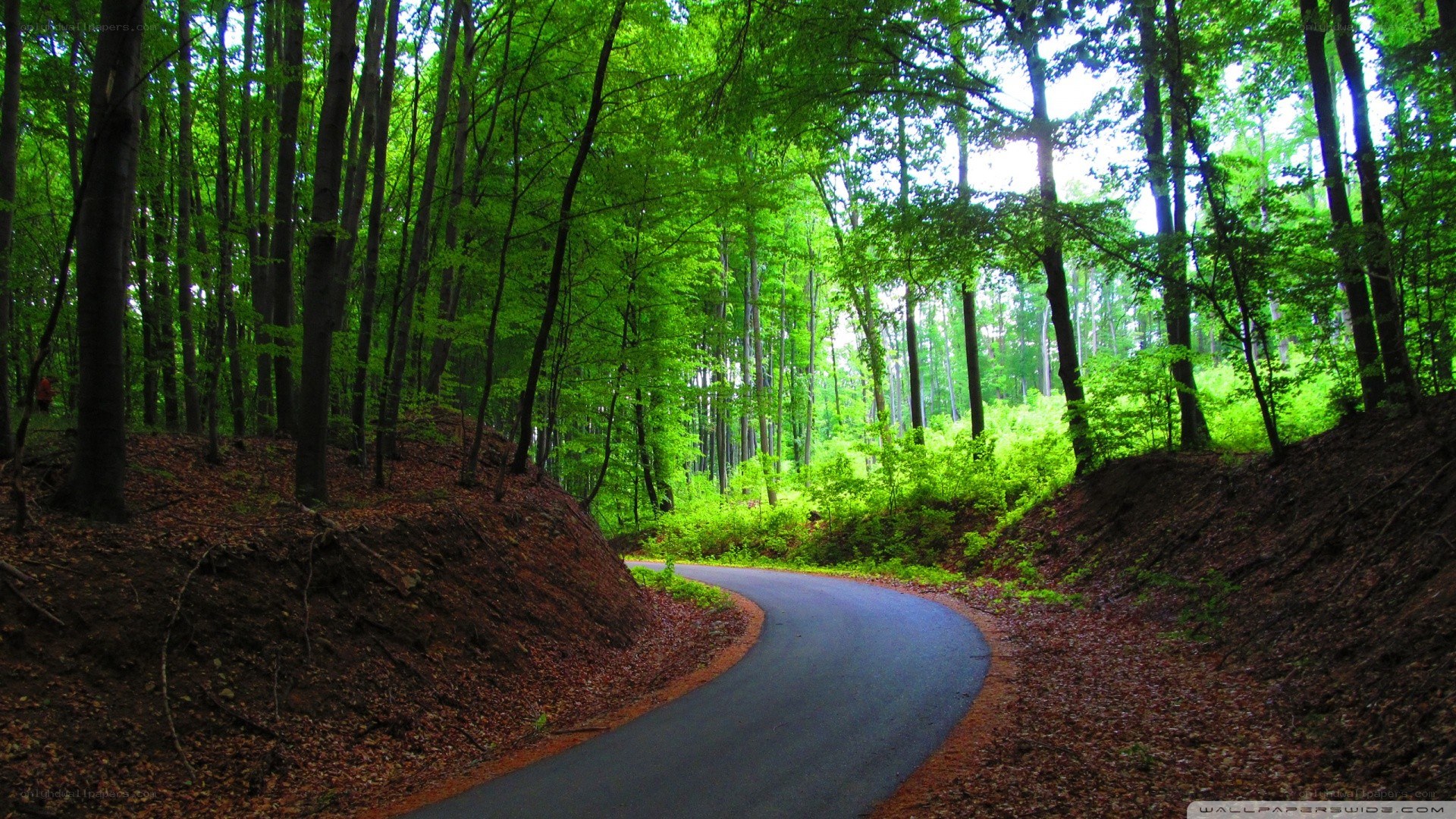 Winding road through green forest