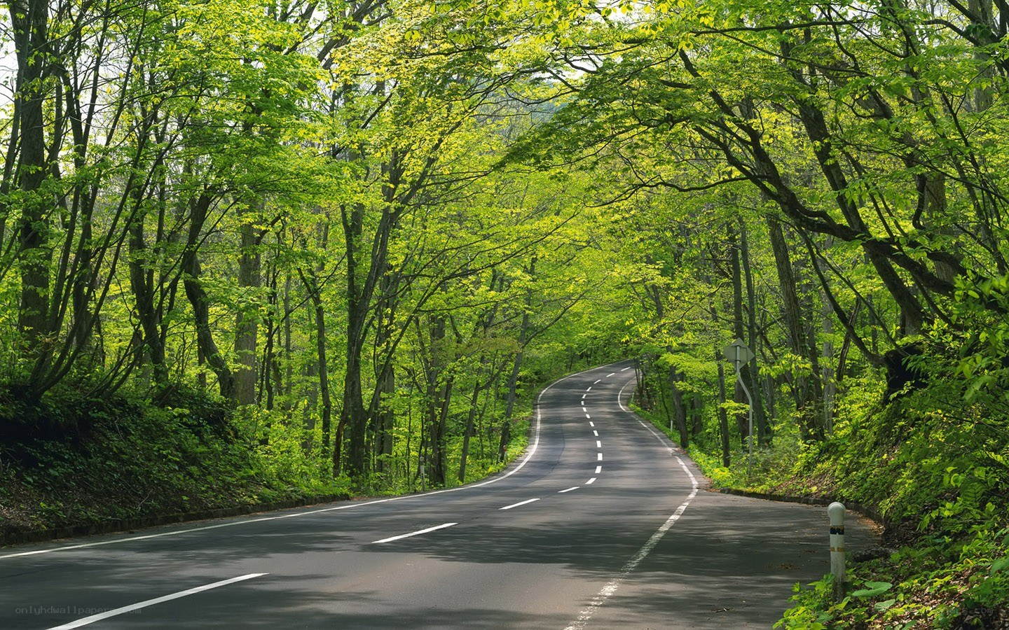 Winding road through green forest