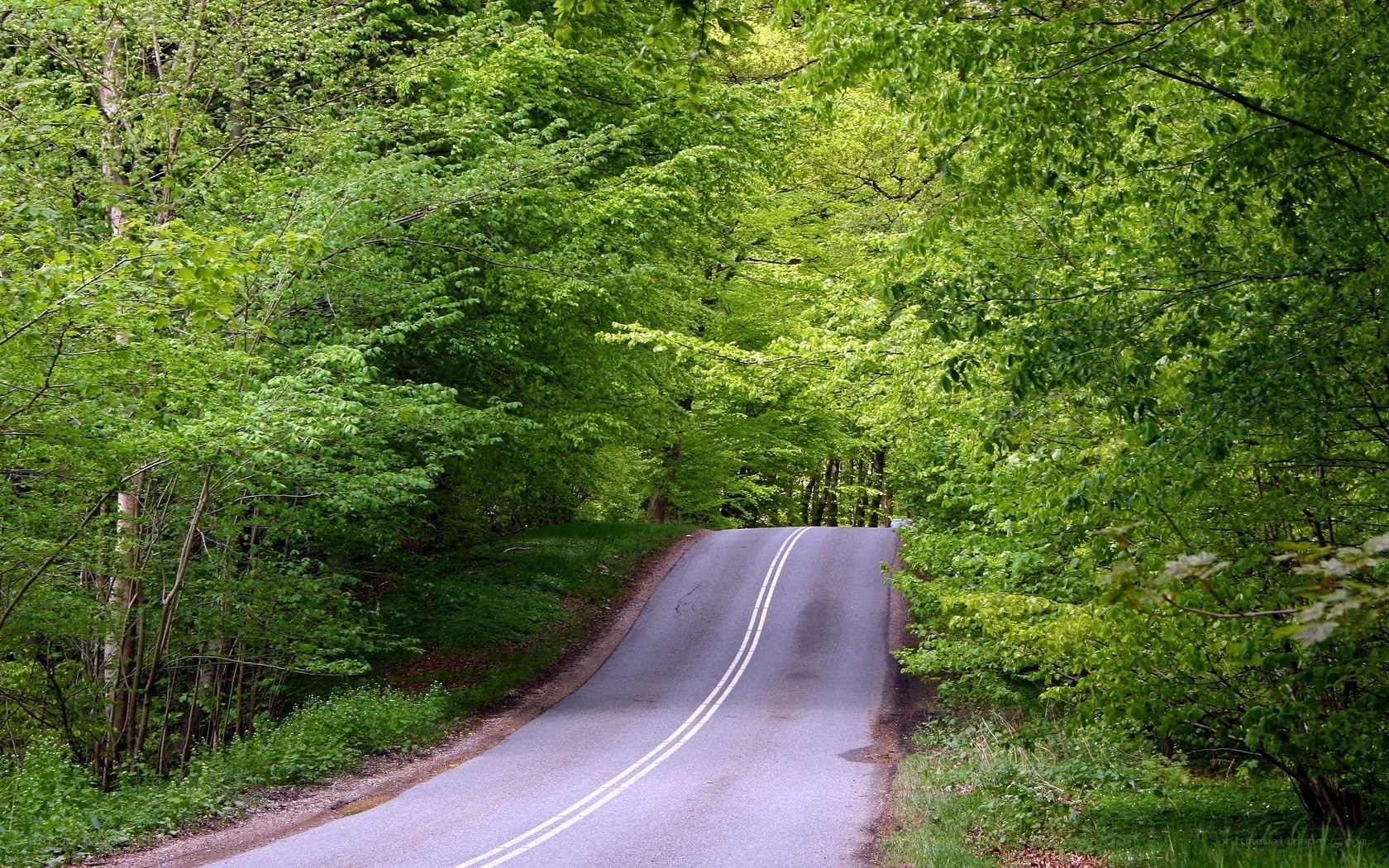 Winding road through green forest