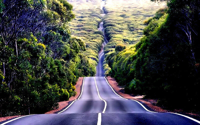 Winding road through green forest