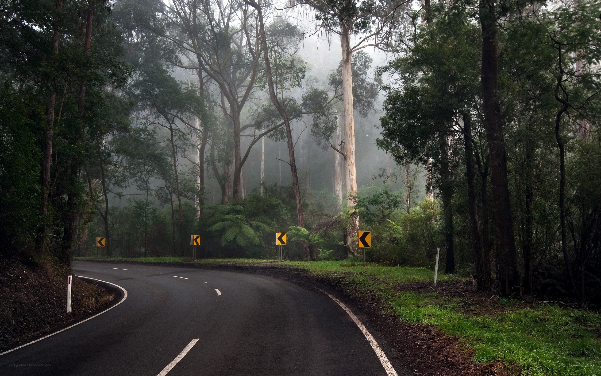 Winding road through misty forest