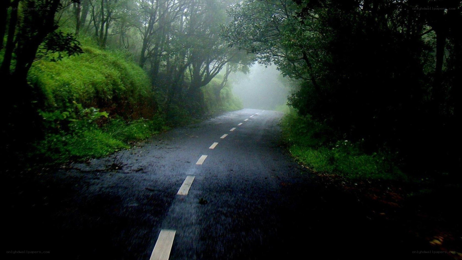 winding road through misty forest