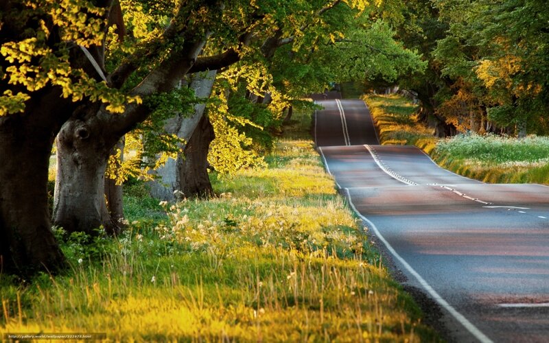 Winding Road Through Trees — Green, Serene, Afternoon