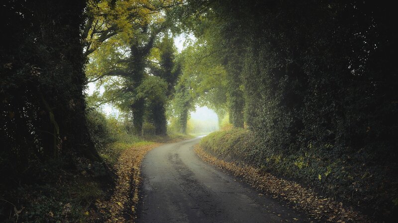 Winding Road Through Trees — Green, Serene, Autumn
