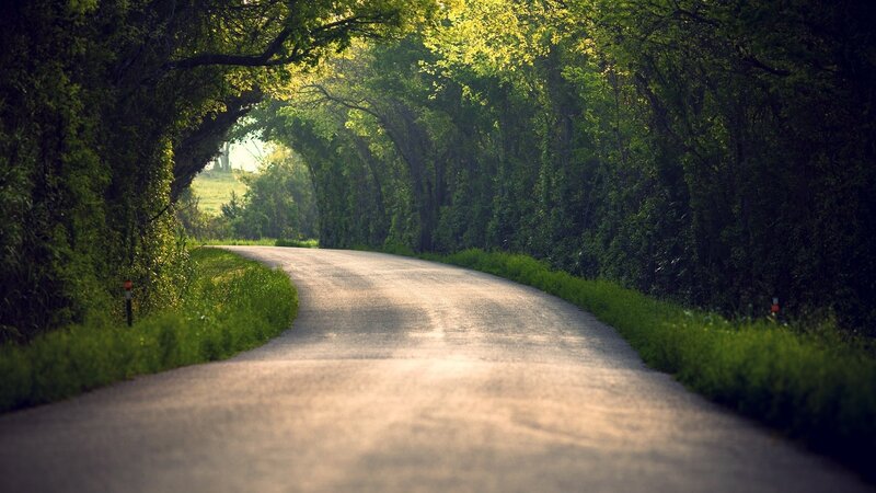 Winding Road Through Trees — Green, Serene, Morning